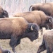 Wood Bison - Photo (c) phillthethrill, all rights reserved
