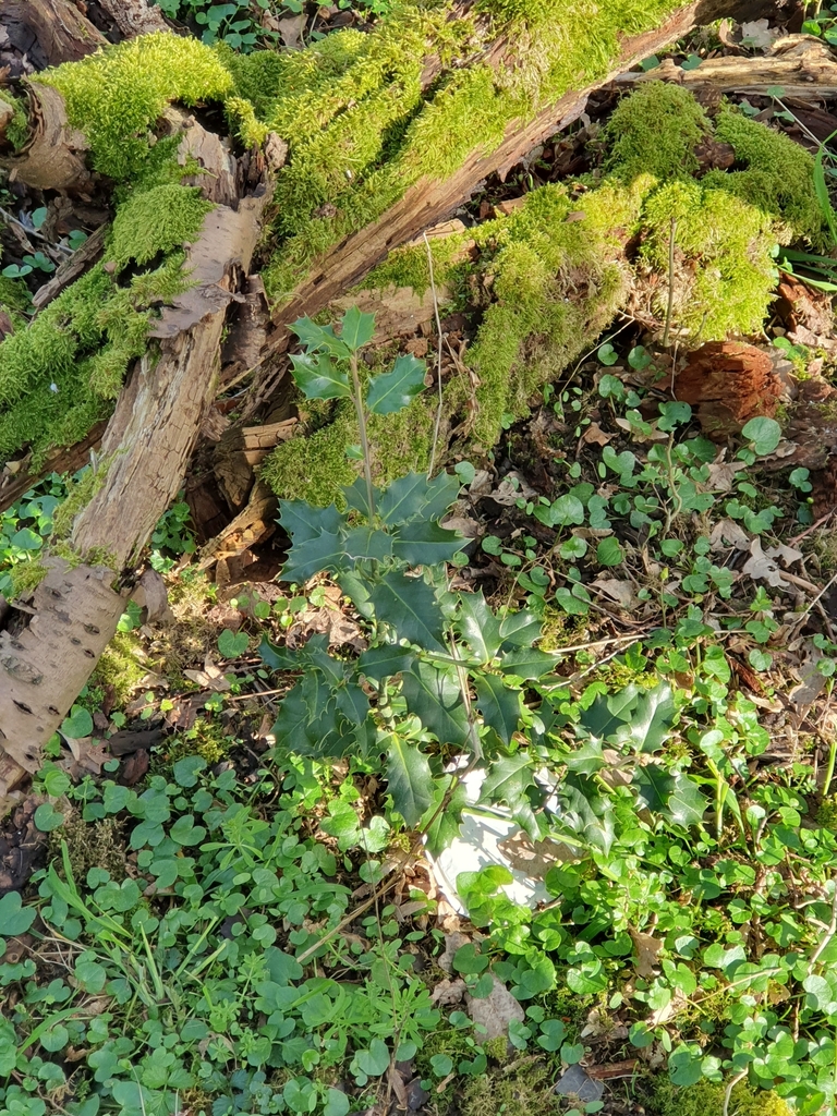 European holly from 33729 Bielefeld-Milse, Deutschland on March 25 ...