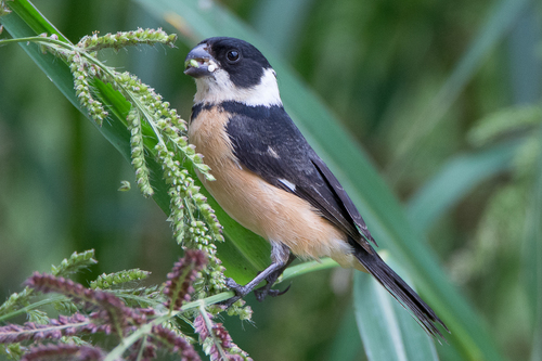 Cinnamon-rumped Seedeater