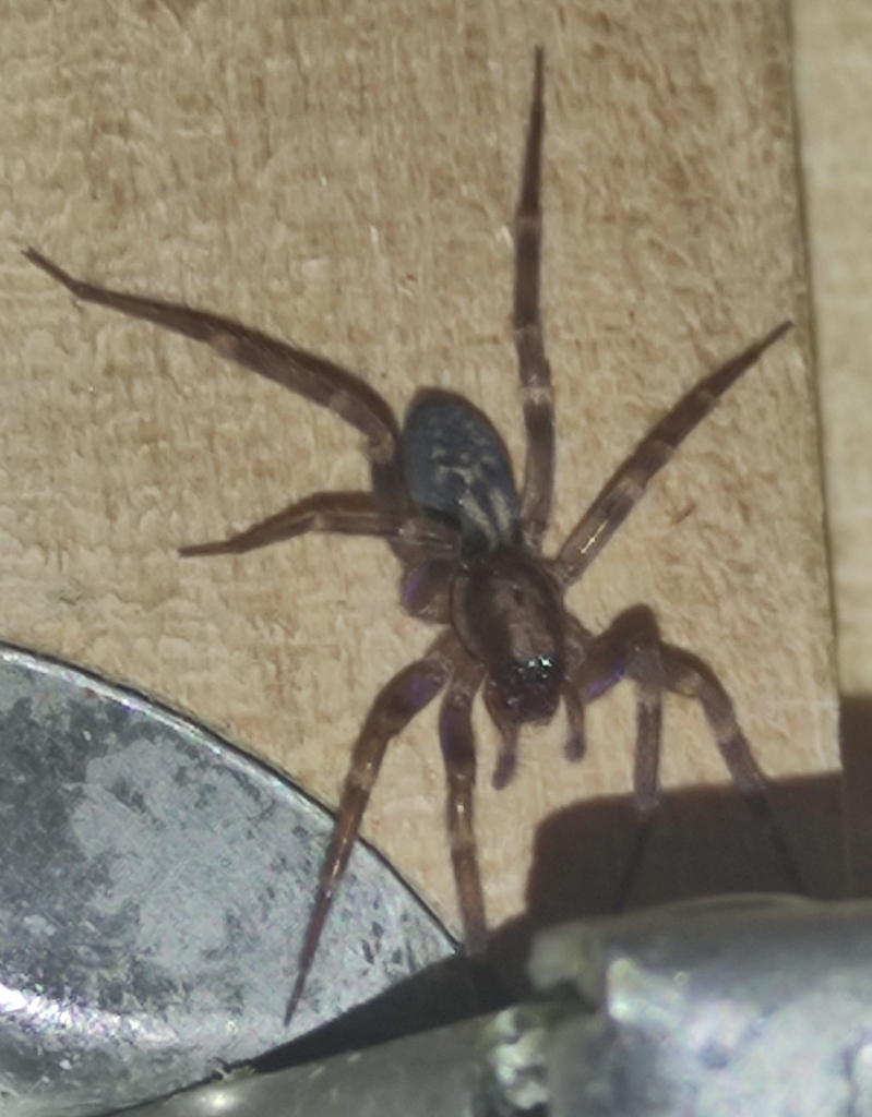 Pied Stone Spider from 644J+74 Πλατεία, Βυθός 500 07, Ελλάδα on March ...