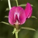 Common Vetch - Photo (c) Joao Tiago Tavares, all rights reserved, uploaded by Joao Tiago Tavares