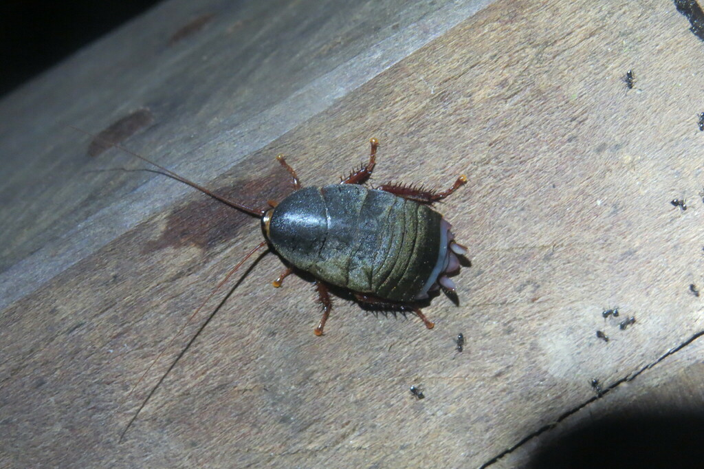Nyctibora from Tambopata, Peru on March 12, 2024 at 1027 PM by Cade