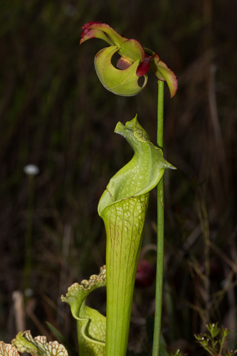 white pitcher plant