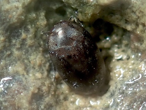 Babalimnichus