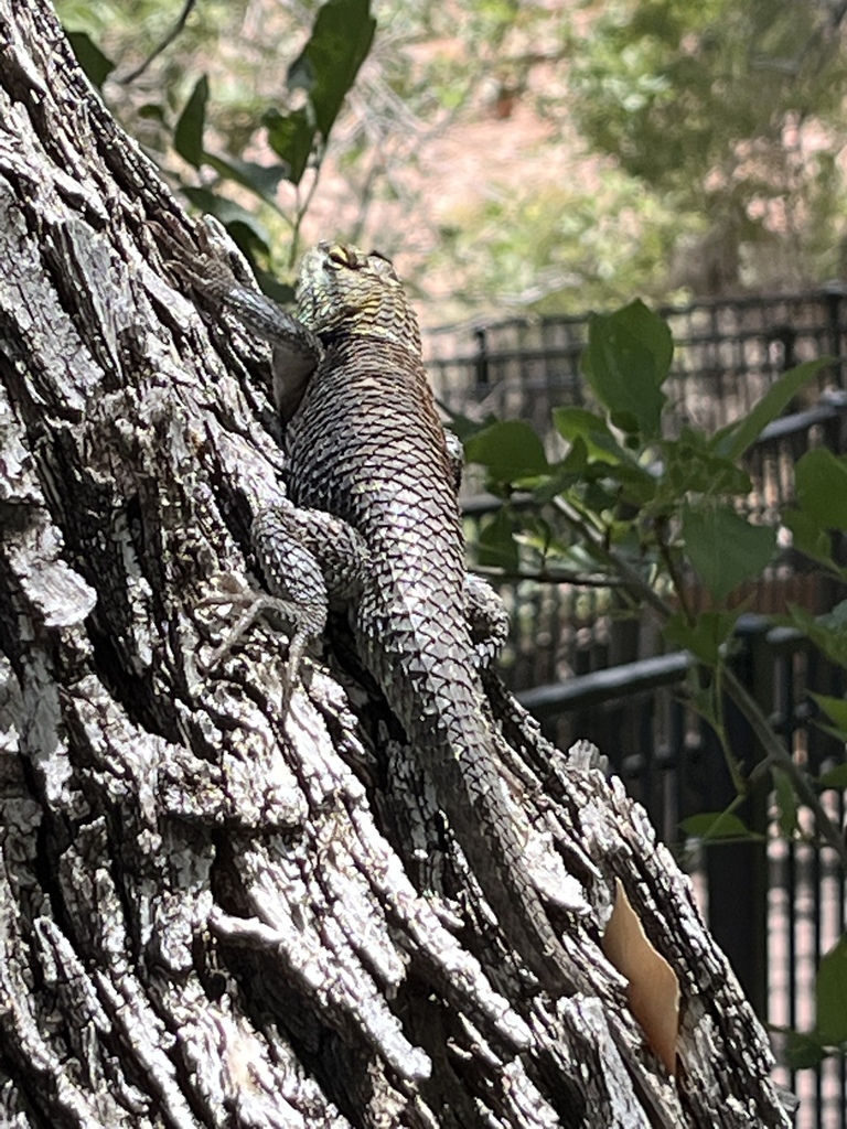 Yellow-backed Spiny Lizard from Humboldt-Toiyabe National Forest, Las ...