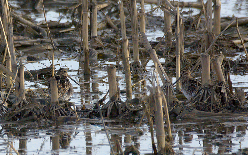 Wilson's Snipe from Darke County, OH, USA on March 25, 2024 by Chad ...