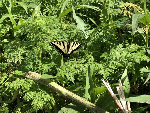 iNaturalist observation photo of Western Tiger Swallowtail
