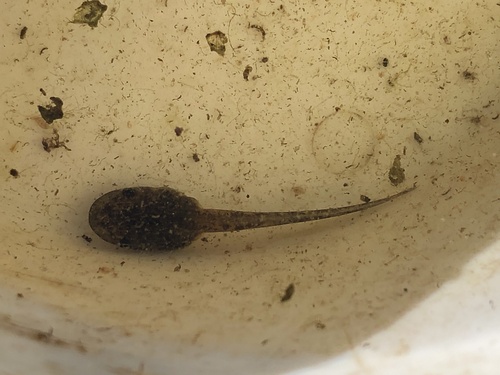 iNaturalist observation photo of Pacific chorus frog