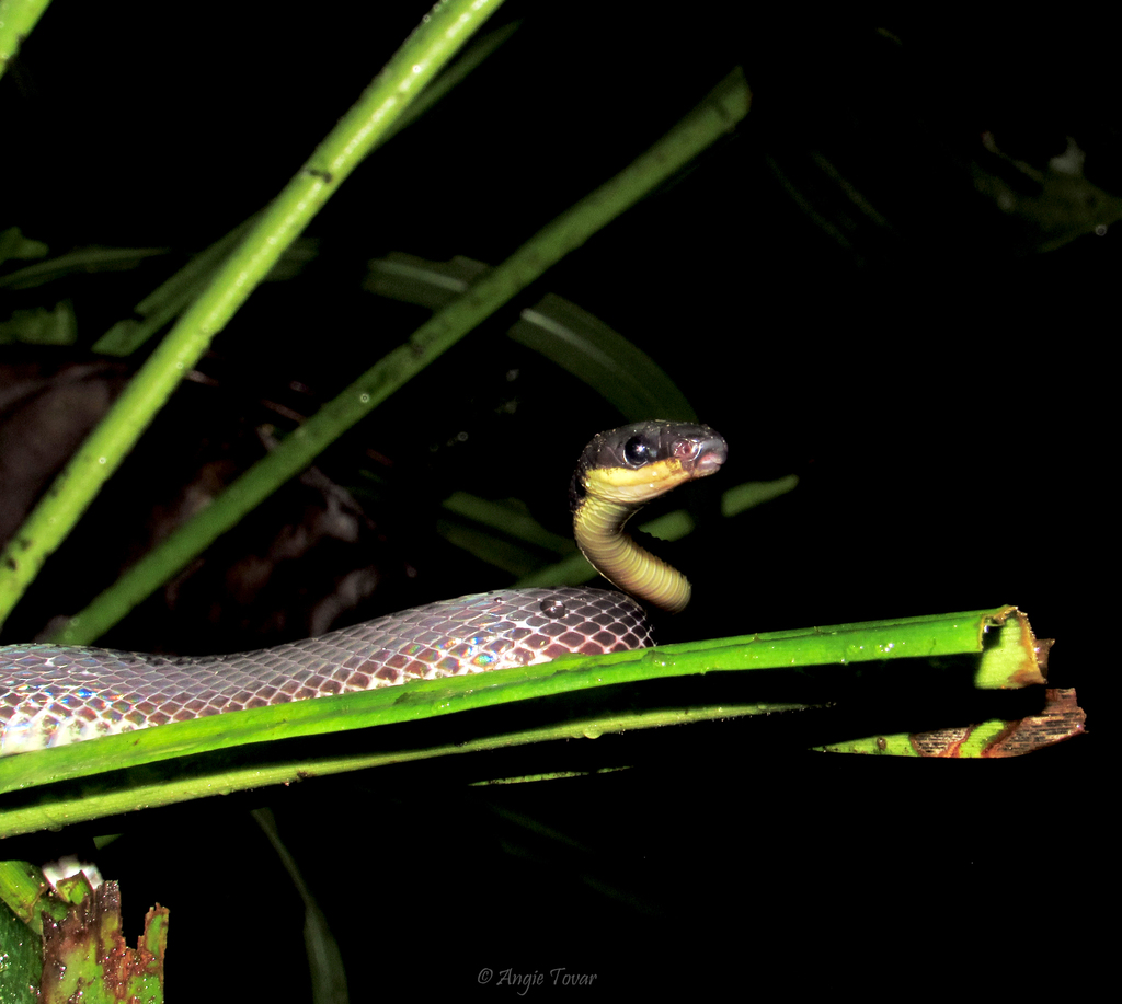 Dipsadine Snakes from Mindo Valley, Ecuador on March 24, 2024 at 09:58 ...