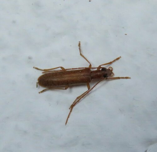 Sparedrus depressus · iNaturalist Mexico