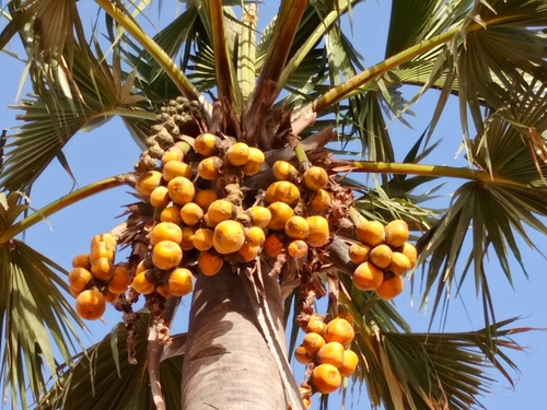 borassus palm