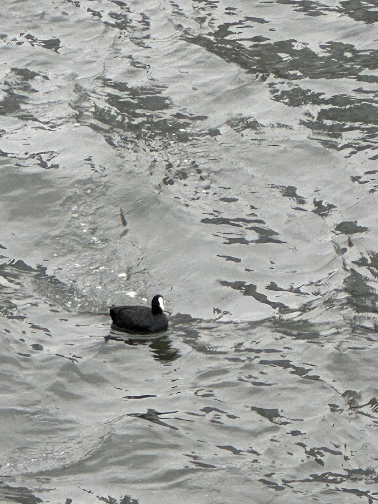 Eurasian Coot from Hanakawado 1-Chōme, Taito, Tokyo, JP on March 25 ...