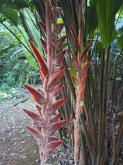 Heliconia vellerigera image