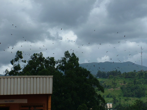Straw-coloured Fruit Bat