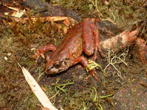 Central Night Frog