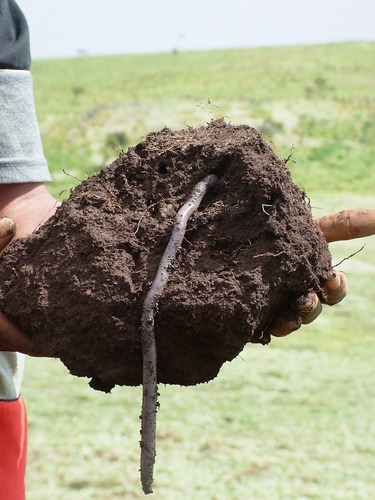 Okudrilus monticolus