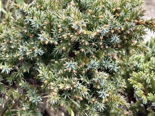 flaky juniper