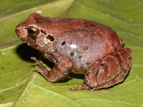 Buea Screeching Frog