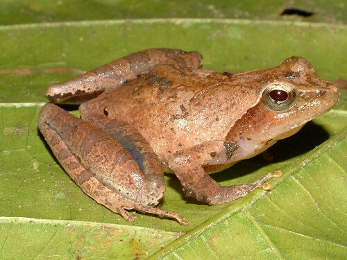 Golden Puddle Frog