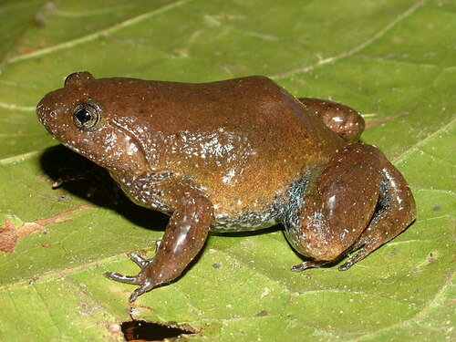 Whitebelly Egg Frog