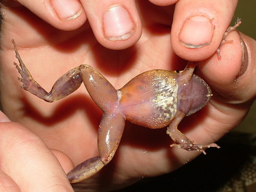 Buea Screeching Frog