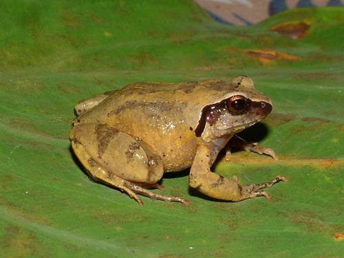 Buea Screeching Frog