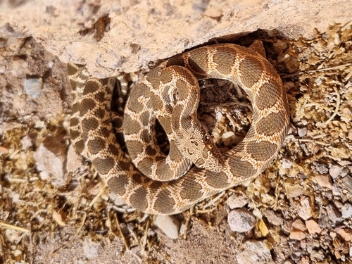 Werner's Diadem Snake
