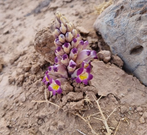 Cistanche violacea