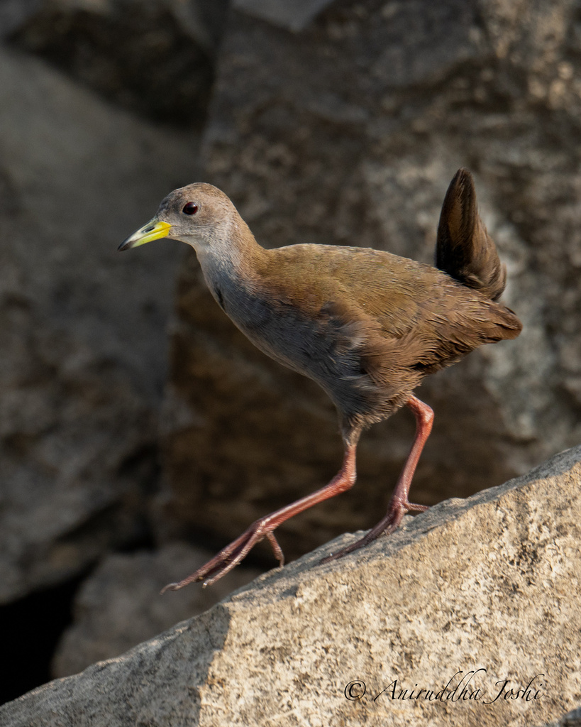 Brown Crake photo