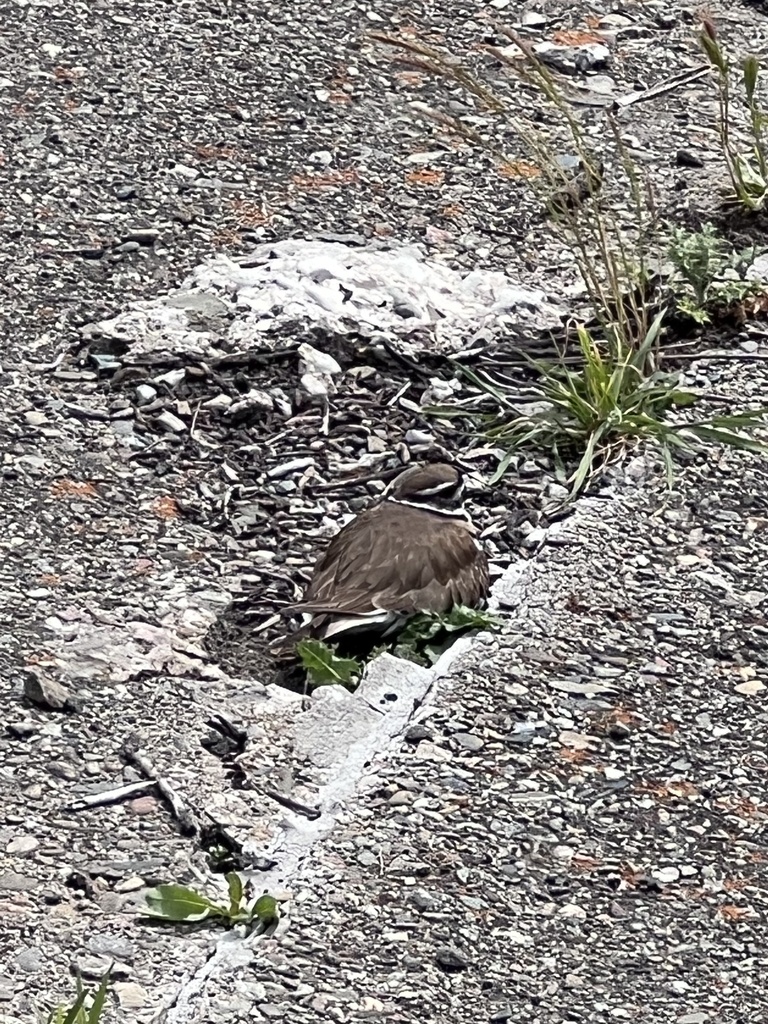 Killdeer from Lafayette Reservoir, Lafayette, CA, US on March 25, 2024