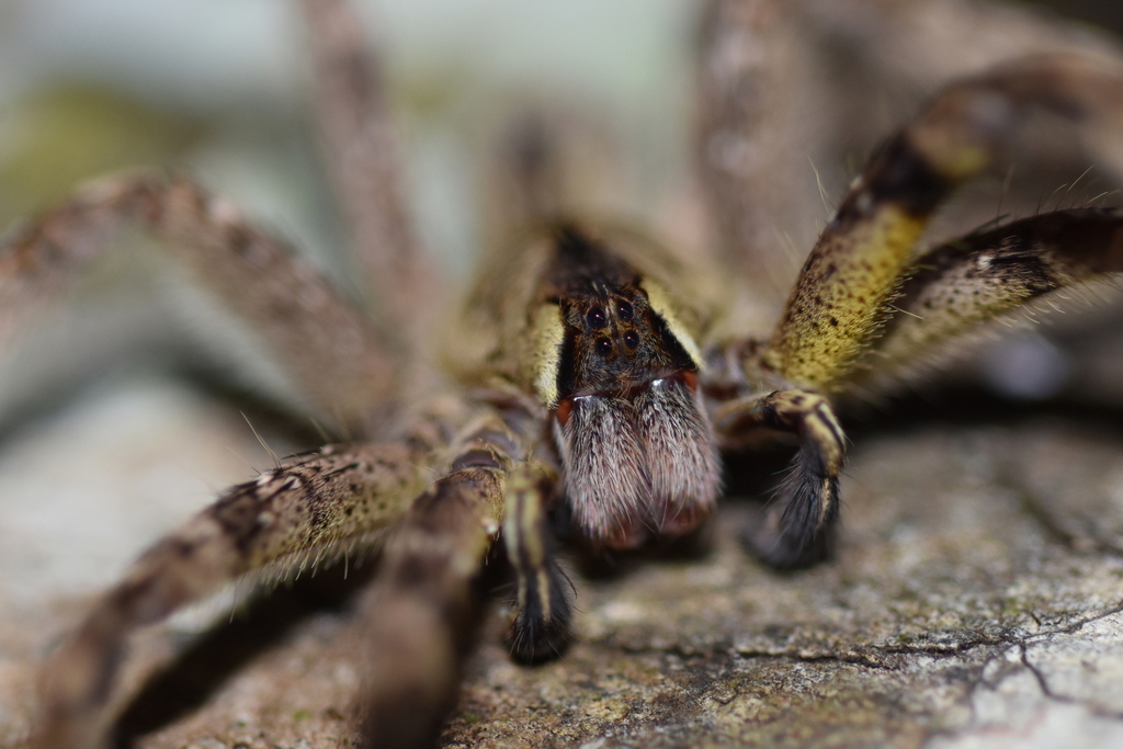 Phoneutria boliviensis from Tambopata, Peru on March 11, 2024 at 10:33 ...