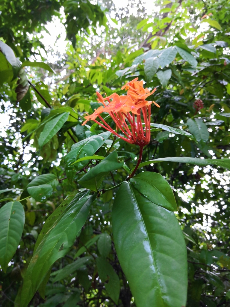 Ixora javanica (Ixora javanica)