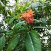 Ixora javanica - Photo (c) Chuan, all rights reserved, uploaded by Chuan