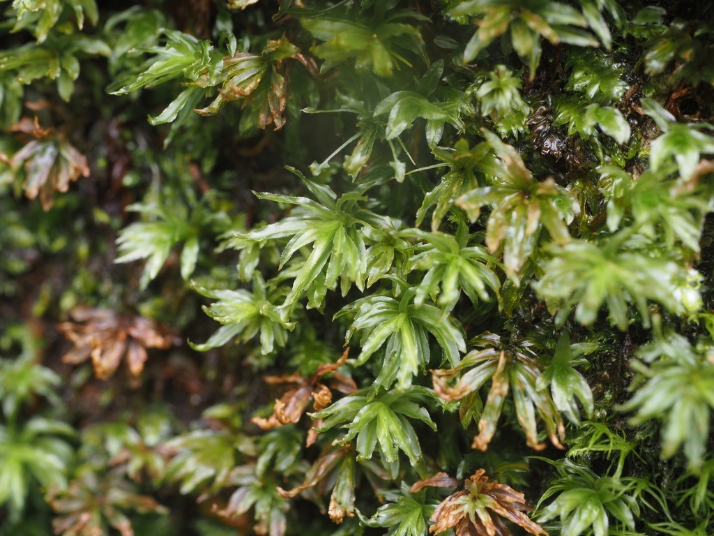 Atrichum yakushimense (Atrichum yakushimense)