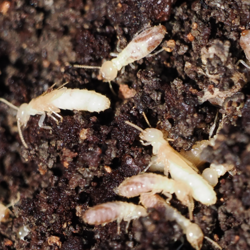 Mediterranean Termite