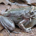 Cameroon Range Night Frog - Photo (c) Thomas Doherty-Bone, all rights reserved, uploaded by Thomas Doherty-Bone