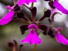 Encyclia cordigera image