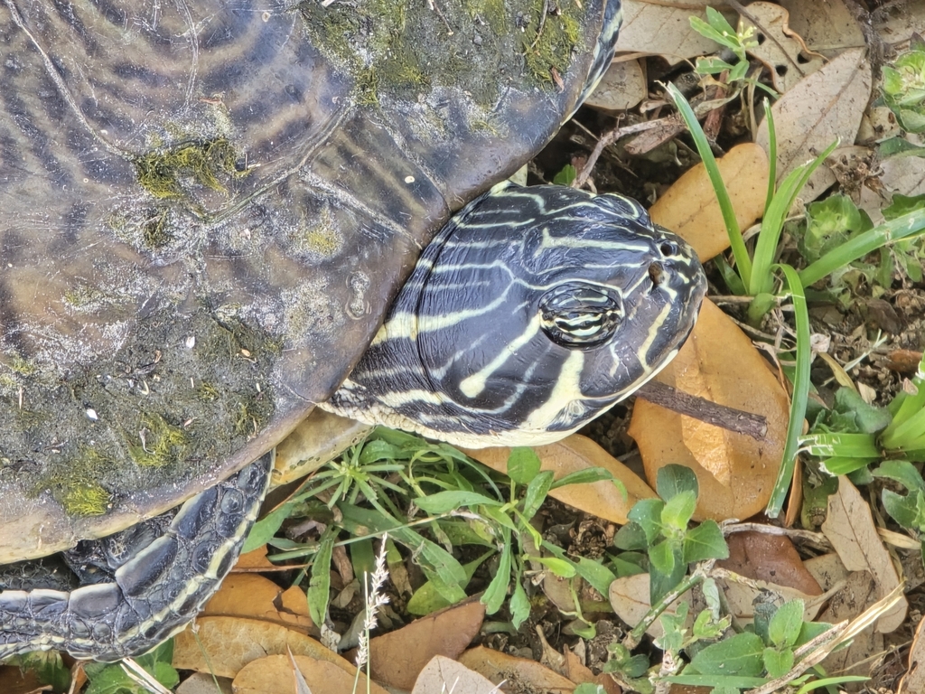 Peninsular Cooter from North Port, FL 34287, USA on March 26, 2024 at ...