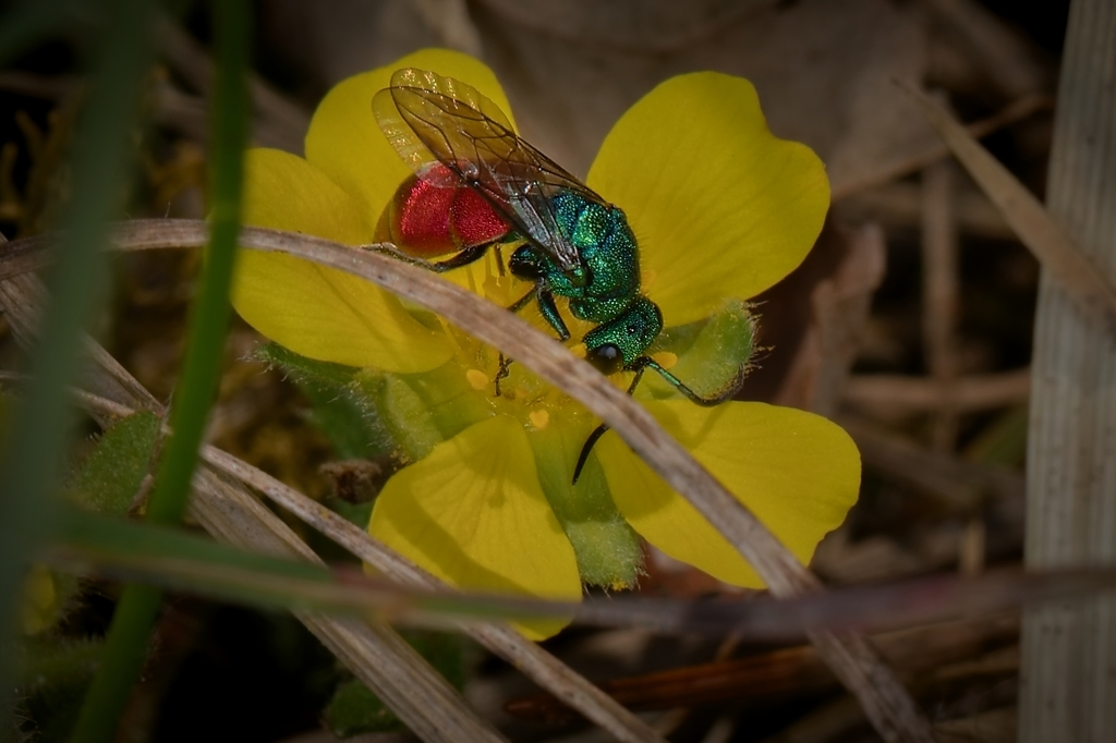 Chrysidinae from Bratislava, Slovensko on April 10, 2023 at 0249 PM by