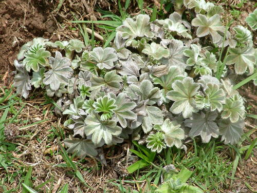 Alchemilla fischeri camerunensis
