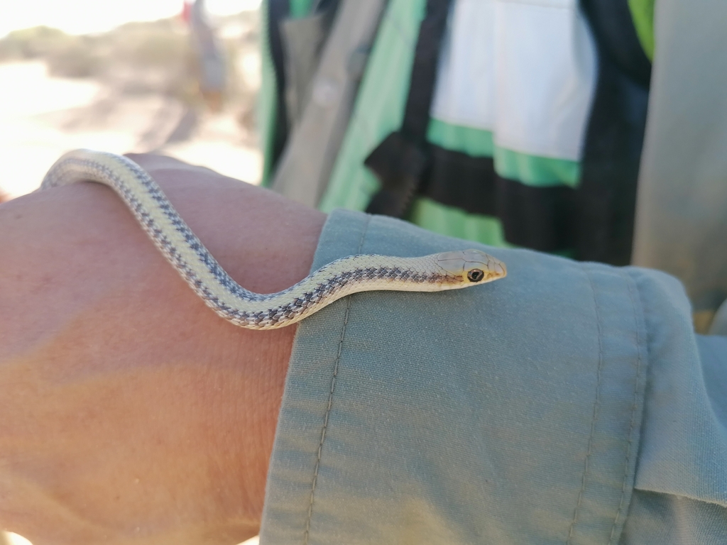 Western Patch-nosed Snake from 83545 Son., México on October 19, 2023 ...