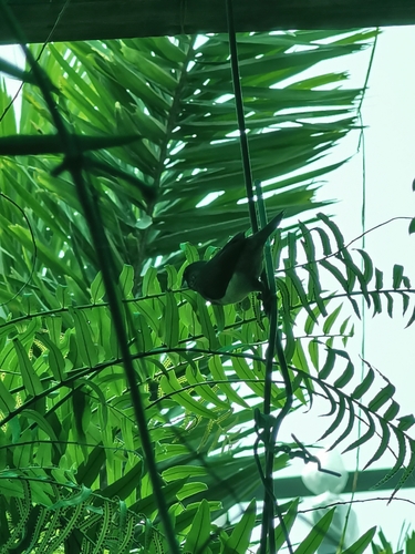 White-rumped Munia