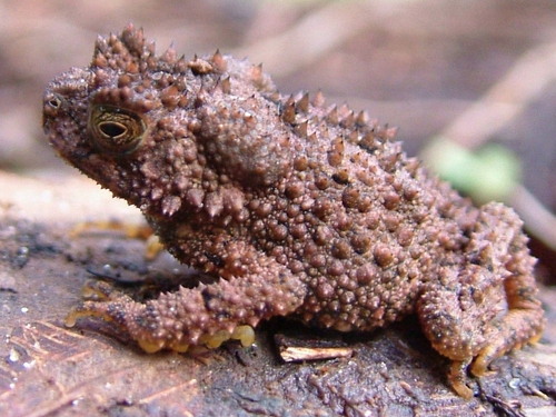 Fernando Po toad