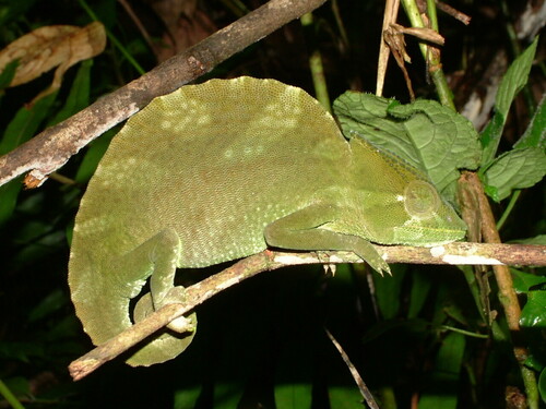 Crested Chameleon