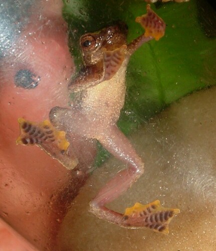 African Tree Toad