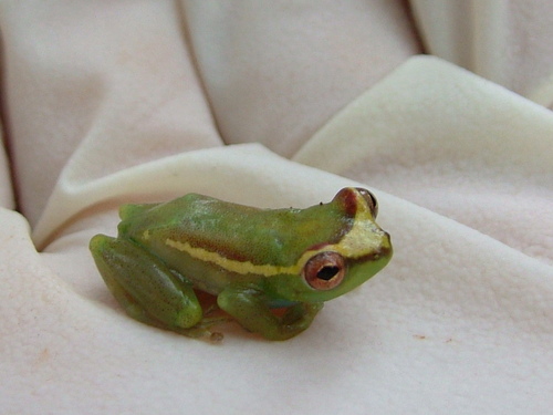 Golden-eyed Reed Frog