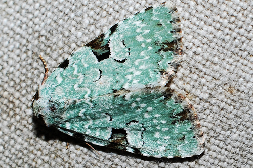 Green Leuconycta Moth