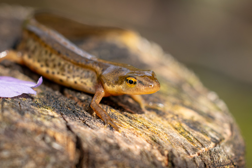 Portuguese Smooth Newt