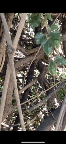 Yellow-bellied Greenbul