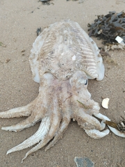 Cuttlefish